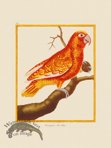 (image for) Martinet Bird 336