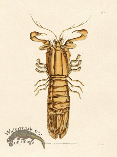 (image for) Shaw Nodder SL 20