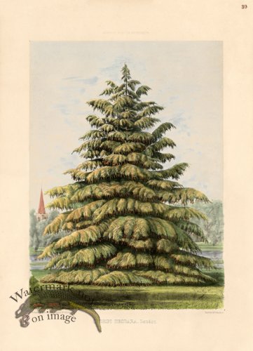 (image for) Deodar Cedar