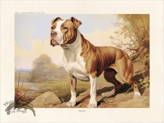 (image for) CFA Dog Pit Bull 02