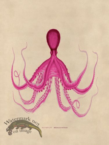 (image for) Octopus Pink 19