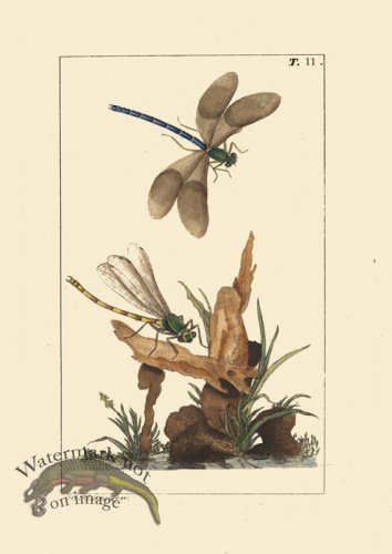 (image for) Dragon Fly 11