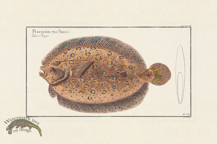 (image for) BLOCH FISH 048