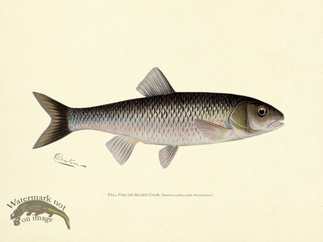 (image for) Fall Fish