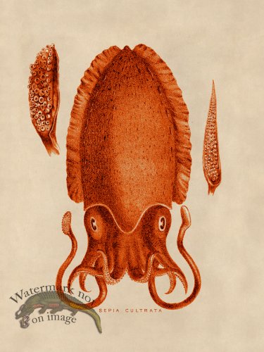 (image for) Octopus Orange 11