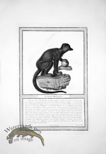 (image for) The_Monkeys_34