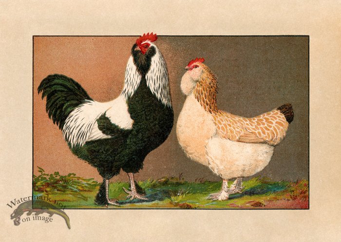 (image for) Chicken 02