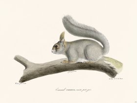 Cuvier 278 Common Squirrel Gray
