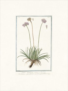 Bonelli 537 Alpine armory