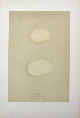 Morris_Eggs_24