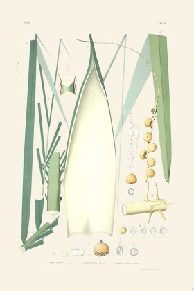 Rodrigues Palm Front 043