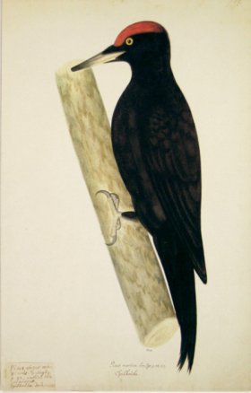 128 Swedish Birds . Picus Martius.Male, Black Woodpecker