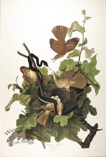 (image for) Ferruginous Thrush