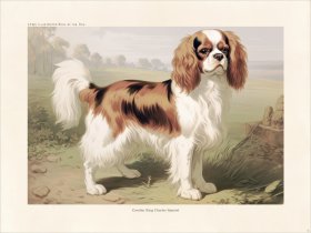 CFA Dog Cavalier King Charles Spaniel 04