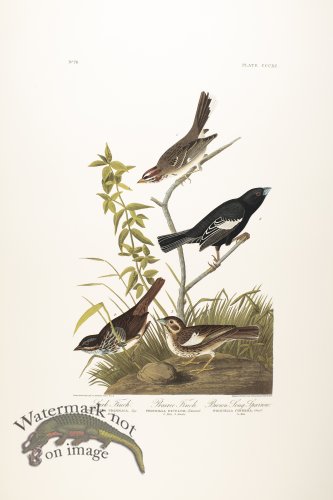 (image for) Lark Finch