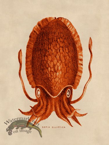 (image for) Octopus Orange 12