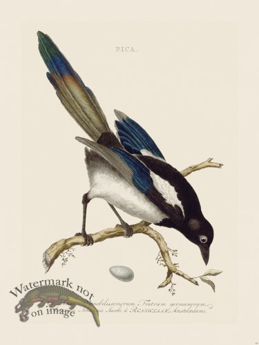 (image for) Nozeman Bird 143