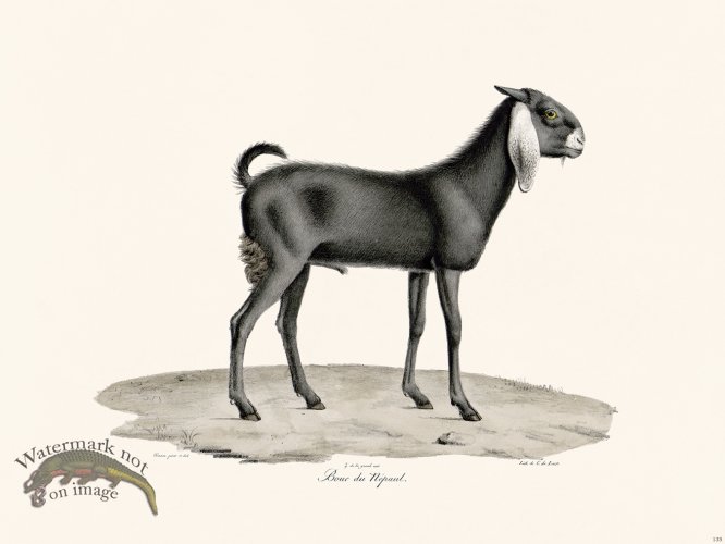 Cuvier 135 Goat of Nepaul Male