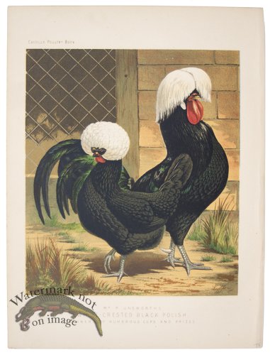 White Crested Black Polish