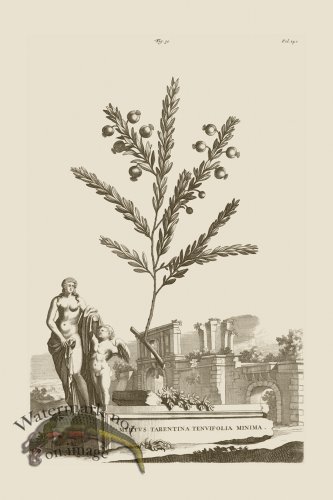 (image for) Abraham Munting 030