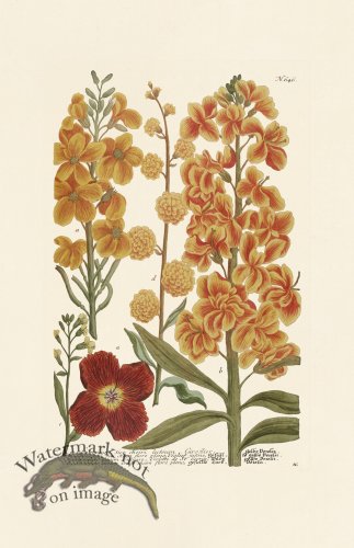 (image for) Weinmann PL 646