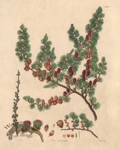 (image for) Lambert Pine 37