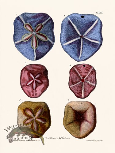 (image for) Knorr Sealife 39