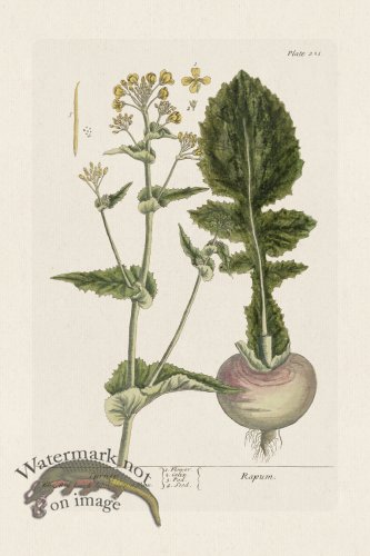 (image for) BEE 231 Turnep