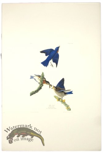 (image for) Blue Bird