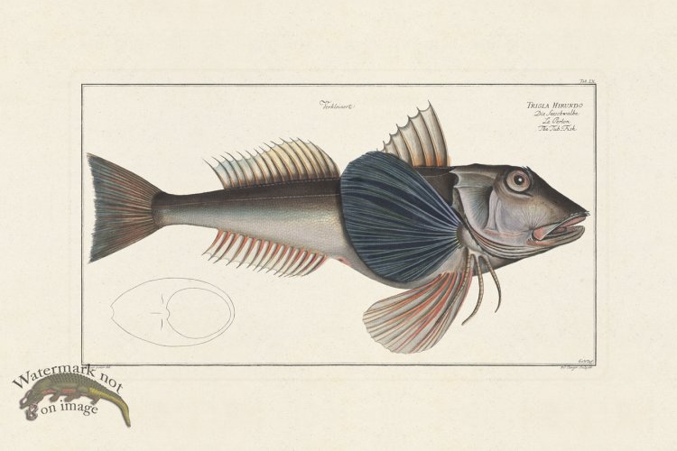 (image for) BLOCH FISH 060