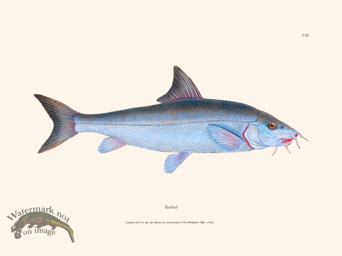 (image for) 115 Barbel