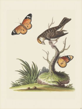 Edwards 189 The Orange-colour'd