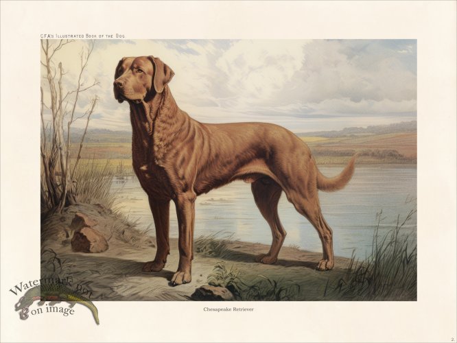 (image for) CFA Dog Chesapeake Retriever 02