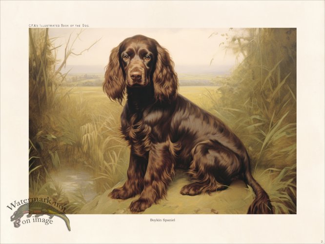 (image for) CFA Boykin Spaniel 02