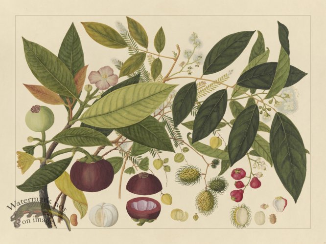 (image for) Andalas Botanicals 02