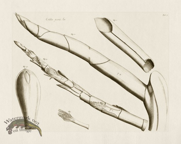 (image for) HORTUS VOl 03 07