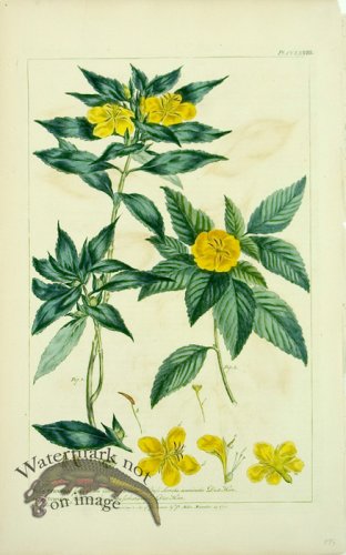 (image for) Philip Miller 011