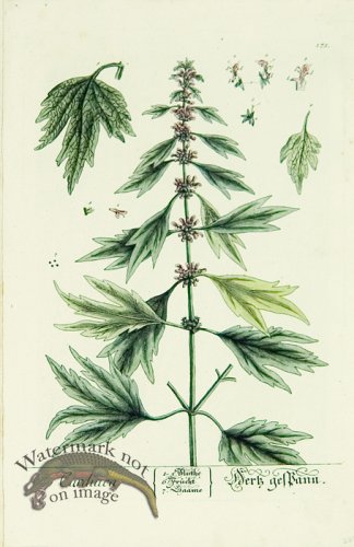 (image for) Blackwell German 224