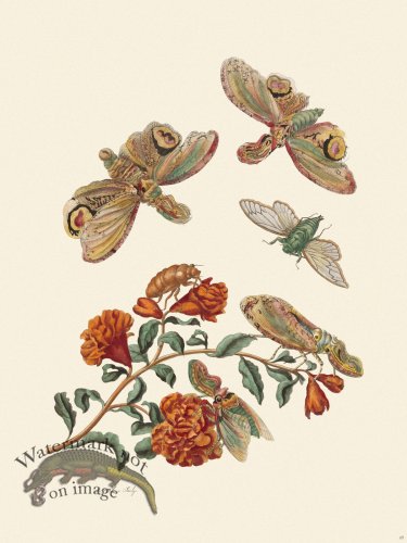 (image for) Merian Metamorphosis 49