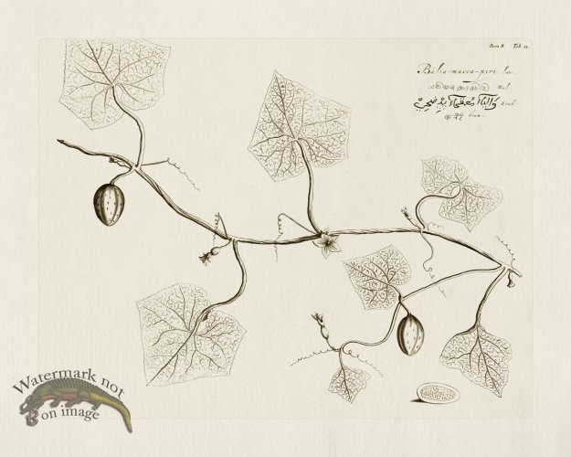 (image for) HORTUS VOl 08 11