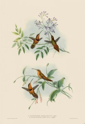 Gould Hummingbird 039