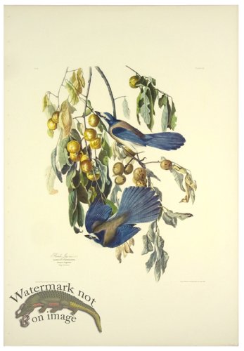 (image for) Flordia Jay L.E.