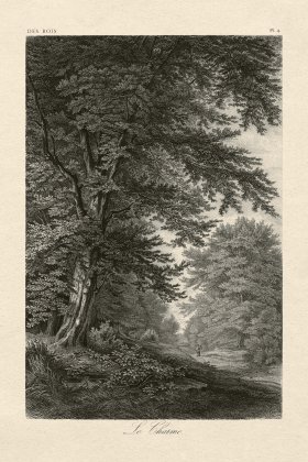 (image for) Hoefer Tree 04