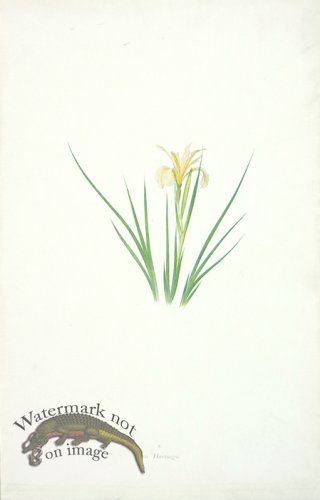 (image for) Dykes Iris 30