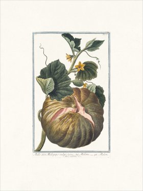 Bonelli 065 Melo vulgaris