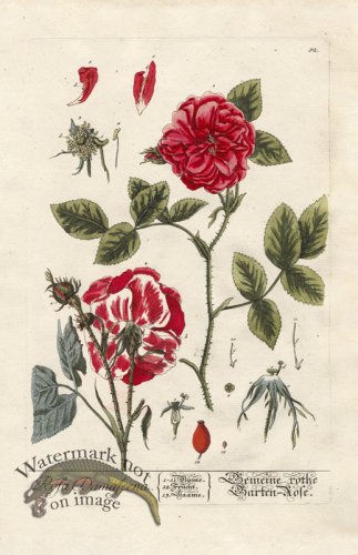 (image for) Blackwell GE 082