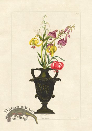 (image for) Edward bury 36