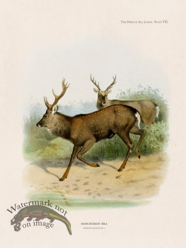 (image for) Lydekker Deer 07