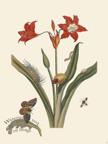 Merian Metamorphosis 22