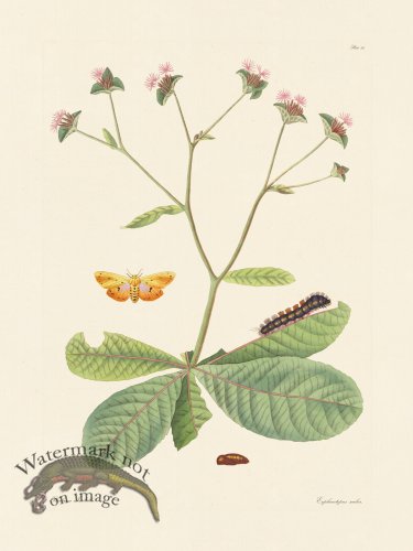 (image for) Abbot Butterfly 066